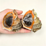 Frozen Conch Meat