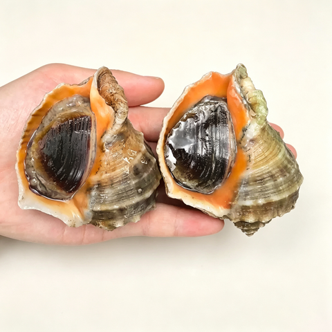 Frozen Conch Meat