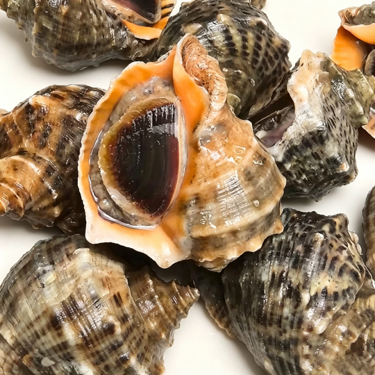 Frozen Conch Meat