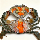 Live Male Mud Crab
